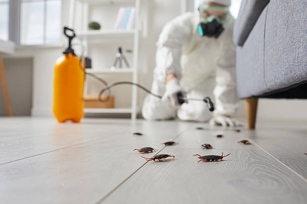 Commercial Kitchen Cockroach Control in Fremont